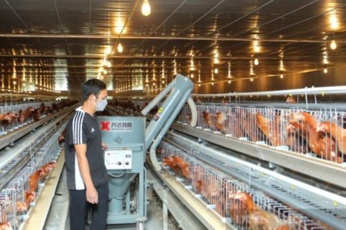 Bắc Ninh thúc đẩy số hóa, giúp nông dân phát triển chăn nuôi