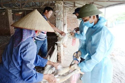 Bắc Ninh: Tạo vành đai an toàn cho đàn gia cầm