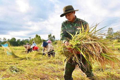 Cây trồng đổ ngã, người dân Hra gượng dậy sau bão số 13