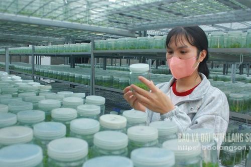 Đa dạng hóa nguồn giống cây lâm nghiệp