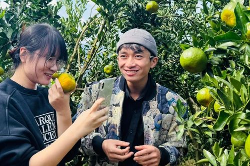 Mường Khương bước vào vụ thu hoạch quýt đặc sản