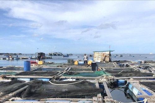 Trồng trọt, chăn nuôi - những giải pháp trọng tâm