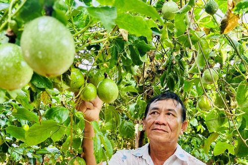 Hiệu quả trồng chanh dây Hoàng Kim trên vùng đất cát