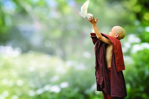 Tôn trọng và bảo vệ sự sống qua kinh Từ bi