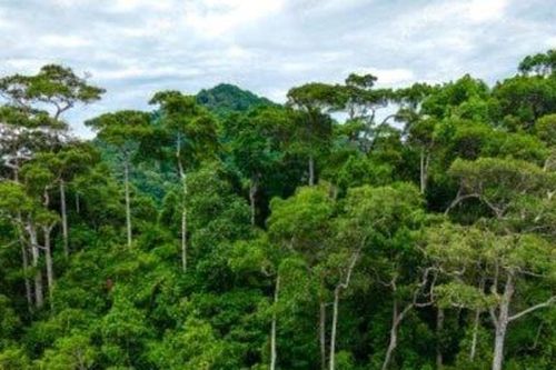 Phát triển lâm nghiệp bền vững: Trở thành ngành kinh tế - kỹ thuật hiện đại