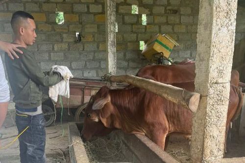 Tuyên Quang: Bắt người đàn ông trộm 3 con bò trong 2 giờ đồng hồ