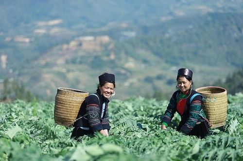 Di sản y học H'Mông từ thảo dược núi đá