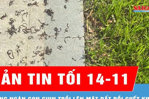 Bản tin tối 14-11: Vì sao hàng ngàn con giun trồi lên mặt đất rồi chết trên nền gạch công viên?