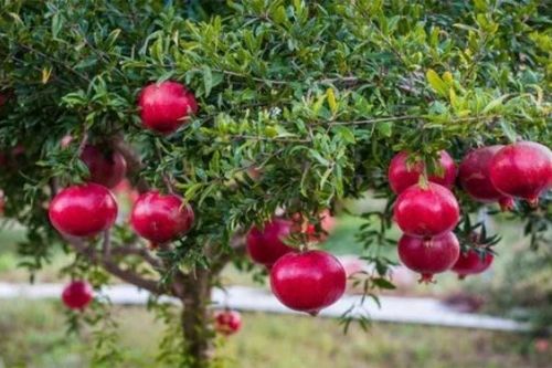 Người xưa chuộng trồng cây lựu trước nhà để giữ vận may
