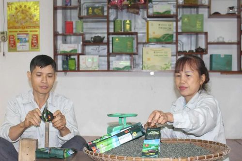 Mô hình trồng chè an toàn giúp nông dân Vô Tranh giảm nghèo bền vững