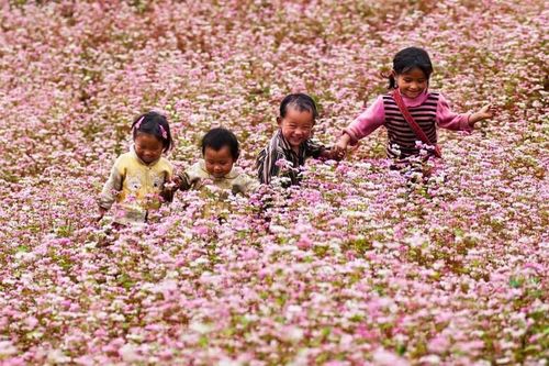 Chuẩn bị diễn ra Lễ hội hoa Tam Giác Mạch lần thứ XI