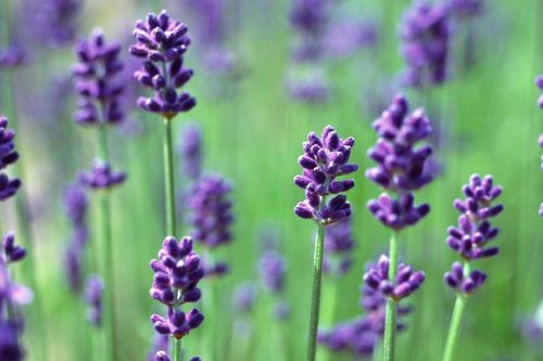Cây Lavender: Sắc tím an yên, mang lại năng lượng tích cực