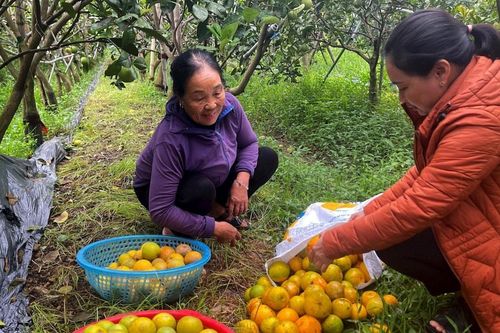 Cam Vinh mất mùa, giá bán cao hơn năm trước