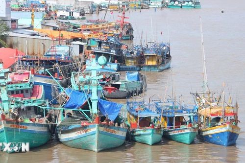 Chủ tàu lĩnh án 6 năm tù vì thu mua hải sản trái phép trên vùng biển nước ngoài