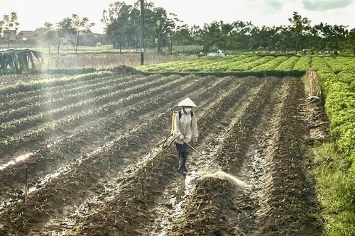 Chủ động phòng trừ sâu bệnh, bảo vệ cây trồng vụ đông