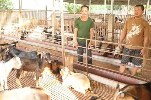 Thu nhập cao từ đàn dê