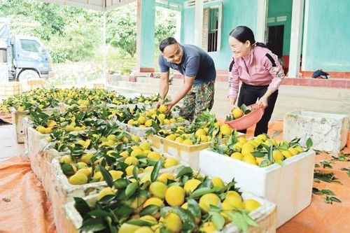 Bắc Ninh: Nhộn nhịp mùa cam, bưởi