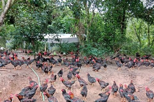 Tạo đà phát triển chăn nuôi hàng hóa ở Gia Lai