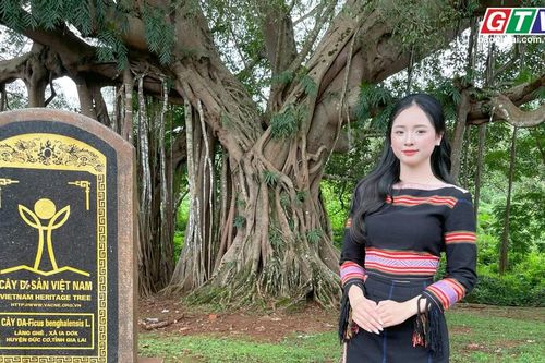 Cây đa di sản làng Ghè
