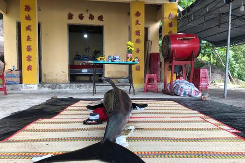 Người dân thôn Nước Ngọt chuẩn bị hậu sự cho cá Ông dạt vào bờ