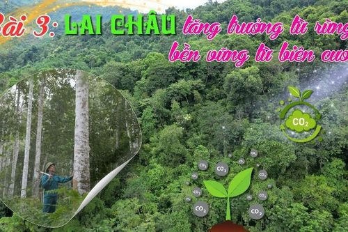 Bài 3: Lai Châu tăng trưởng từ rừng, bền vững từ biên cương