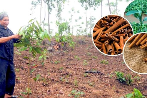Tiếp tục khẳng định là cây trồng chủ lực của Xuân Hòa
