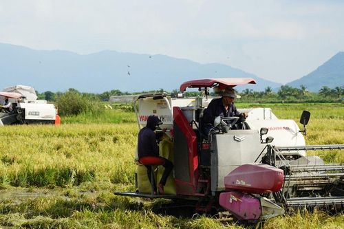Nhiều diện tích lúa bị ngập sâu, nông dân khẩn trương thu hoạch sớm