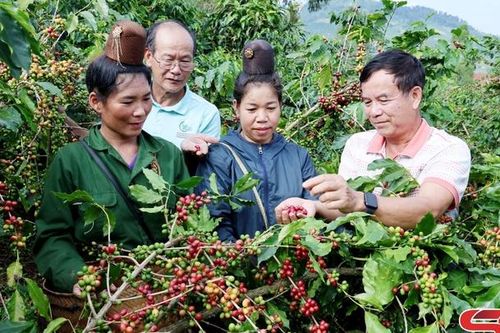 Kết nối nâng tầm thương hiệu Arabica Sơn La