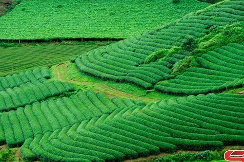 Những triền đồi xanh mướt
