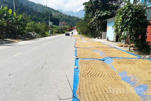 Tiềm ẩn nguy cơ mất an toàn giao thông trên Quốc lộ 4C từ việc phơi thóc trên đường