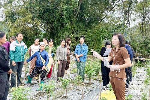 Hỗ trợ nông dân phục hồi sản xuất
