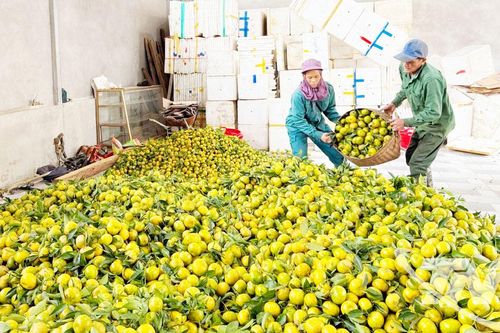 Ngọt lành vị quả, ấm no lòng người