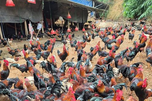 Bạch Thông (Thái Nguyên) giảm nghèo từ những mô hình kinh tế hiệu quả