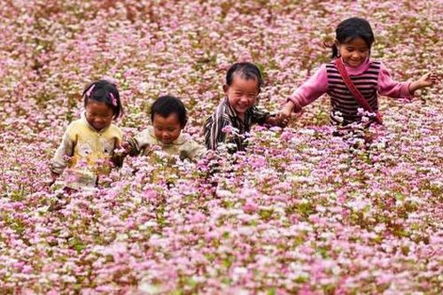 Tuyên Quang: Chuẩn bị tổ chức Lễ hội hoa Tam Giác Mạch lần thứ XI