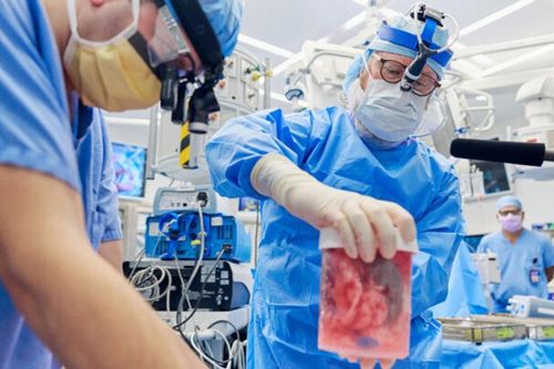 Thực hiện thành công ghép thận lợn cho người: Hy vọng mới về ghép tạng dị chủng
