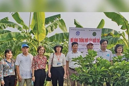 Xã Đại Xuyên quy hoạch vùng rau, bưởi đặc sản OCOP