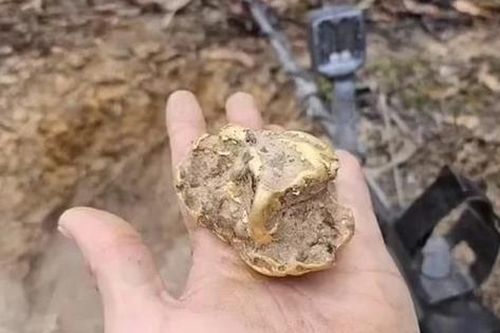 Đi đào gốc cây, người đàn ông bỗng nhặt được kho báu hơn 2 tỷ đồng
