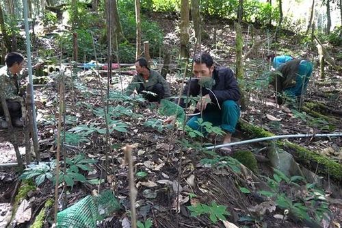 Đưa sâm Ngọc Linh thành sinh kế giảm nghèo cho đồng bào Xơ Đăng