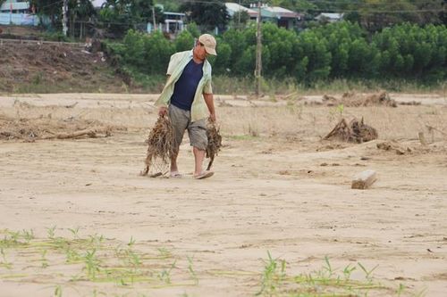 Lũ lịch sử xóa sổ nhiều cánh đồng xanh, để lại những mảnh ruộng hoang tàn