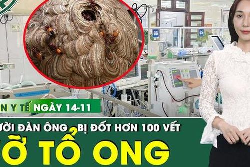 Bản Tin Y Tế 14/11: Người đàn ông bị ong đốt hơn 100 vết, suy đa tạng nguy kịch