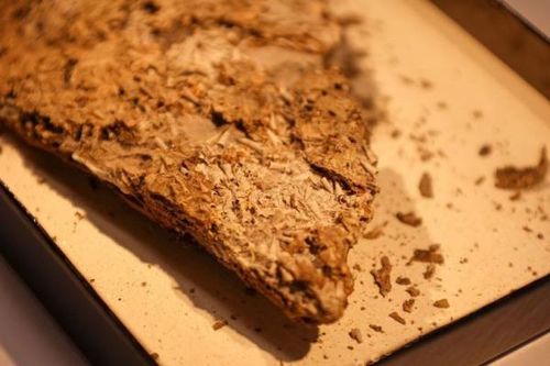 Hóa thạch kỳ lạ 540 triệu năm tuổi làm rung chuyển lịch sử tiến hóa