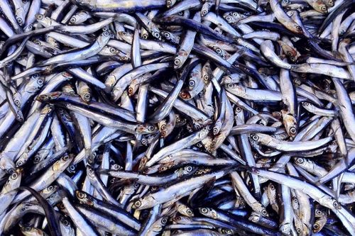 6 loại cá bổ dưỡng nên có trong bữa ăn hàng ngày