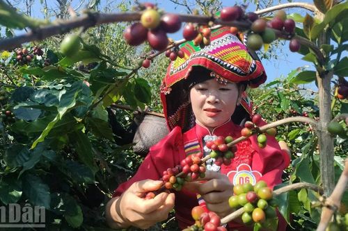 Sôi nổi cuộc thi khéo tay hái quả đỏ và sáng tạo từ hạt cà-phê Sơn La