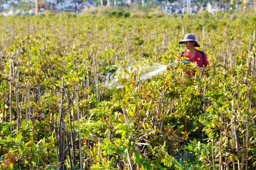 Thủ phủ mai tết miền Trung điêu đứng sau bão