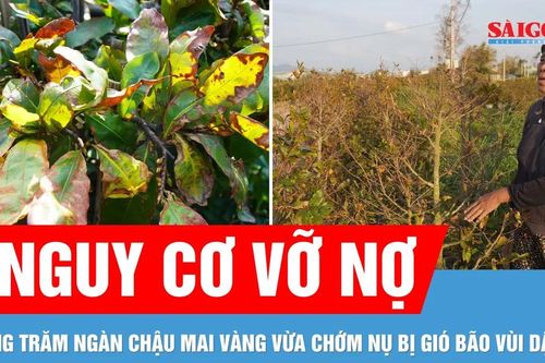 Xác xơ thủ phủ mai tết sau bão