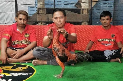Con gà chọi được trả gần 3 tỷ đồng, chủ nhân quyết từ chối