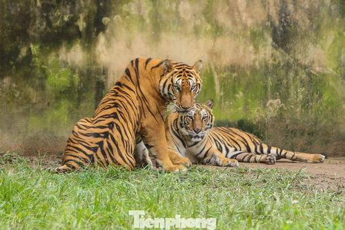 Lên phương án chuyển đàn hổ 9 con nuôi trái phép ra vườn thú Hà Nội