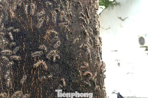 Rợn người trước cảnh sâu 'lạ' bầy đàn tràn vào nhà dân ở TPHCM