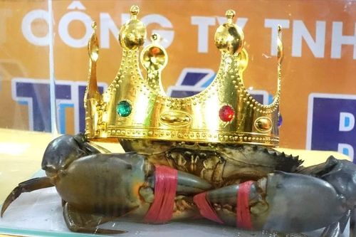 Gia hạn thời gian nhận 'thí sinh' thi vua cua Cà Mau