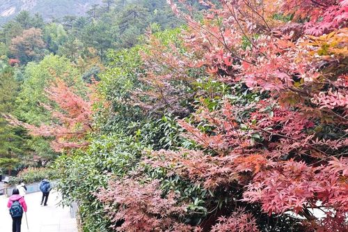 Mê mẩn với lá vàng, đỏ tuyệt đẹp trên núi Hoàng Sơn khi mùa Thu về
